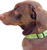 Hund