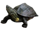 Schildkröte